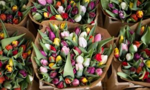 Most Enticing Blooming Gift Surprises For Someone You Love